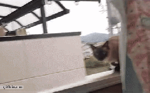 1324316240_cat_jumps_off_balcony_ledge