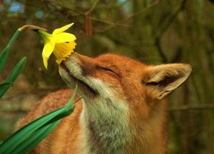 fox flower